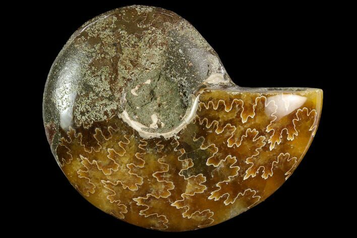 Polished, Agatized Ammonite (Cleoniceras) - Madagascar #119218